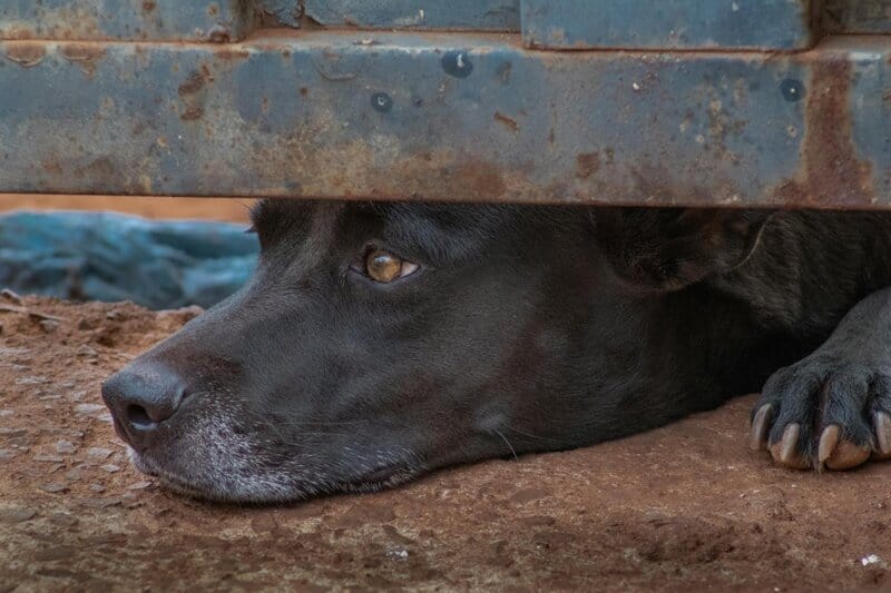 20 Essential Tools for Managing a Harmonious Multi-Pet Home in 2025