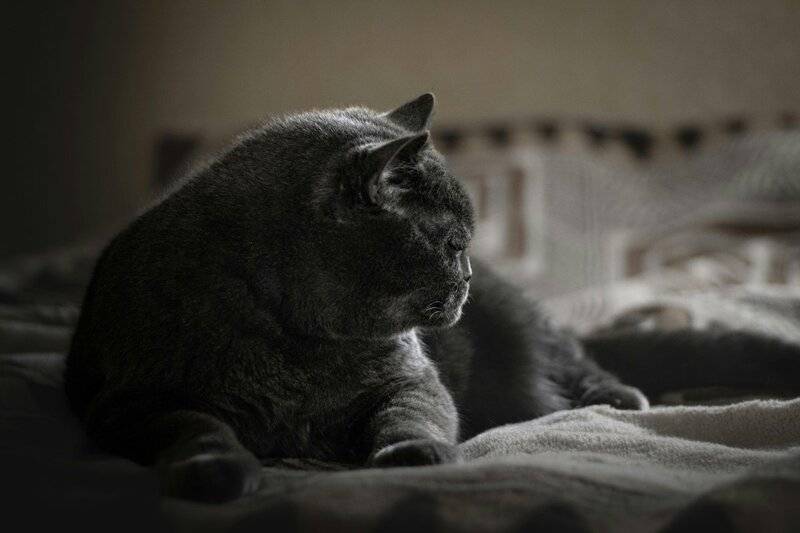 Exploring the Most Family-Friendly Cat Breeds for New Pet Owners