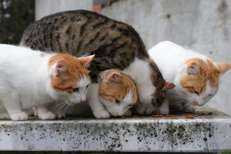 15 Behaviors That Show Your Cat Has Chosen You as Its Family and 5 You Need To Be Concerned About