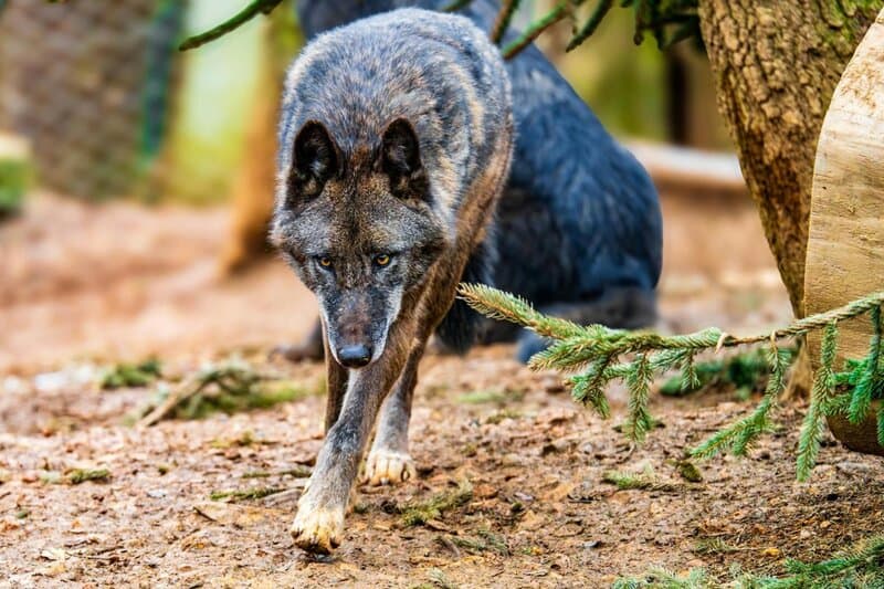 25 Animals You Can’t Legally Keep at Home in the US