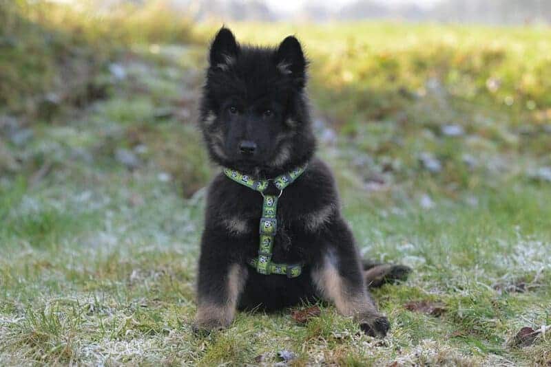 Brains and Paws: These Are the World’s Smartest Dog Breeds!