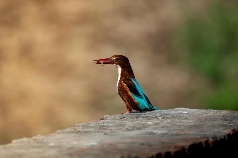 Are Humans Accidentally Creating Super-Resistant Wildlife?