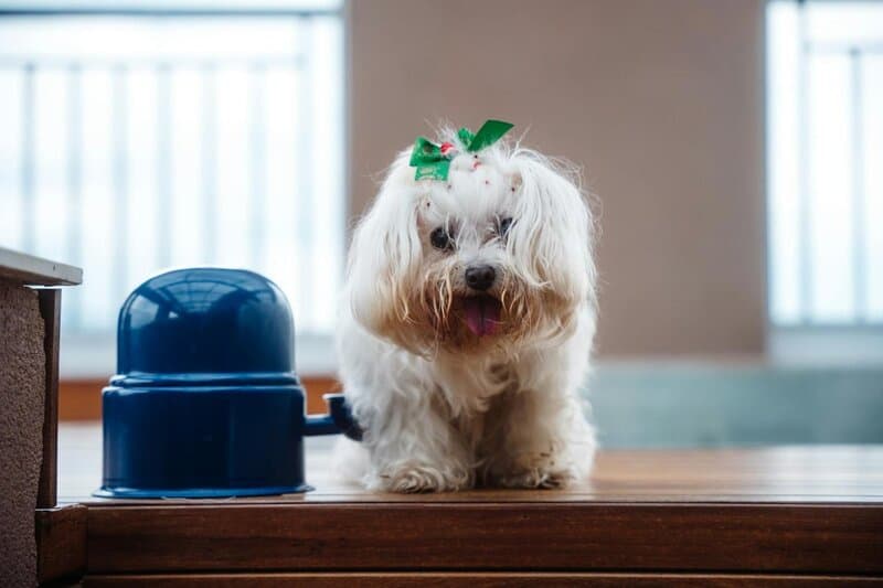 29 Dog Breeds That Won&#8217;t Survive In The Wild