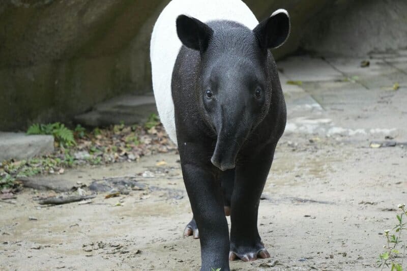 Here are the 25 Heaviest Animals On Earth