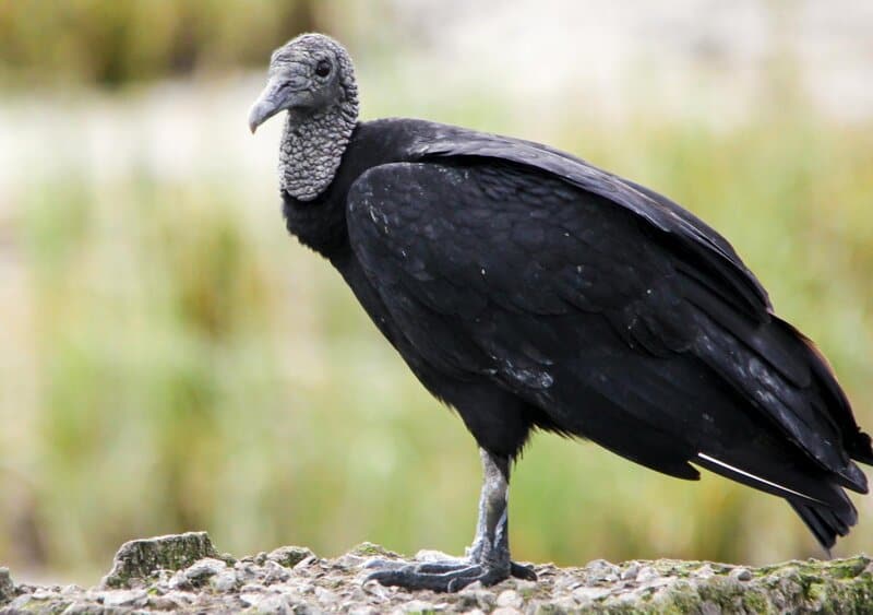 33 Scary-Looking Creatures That Are Surprisingly Friendly