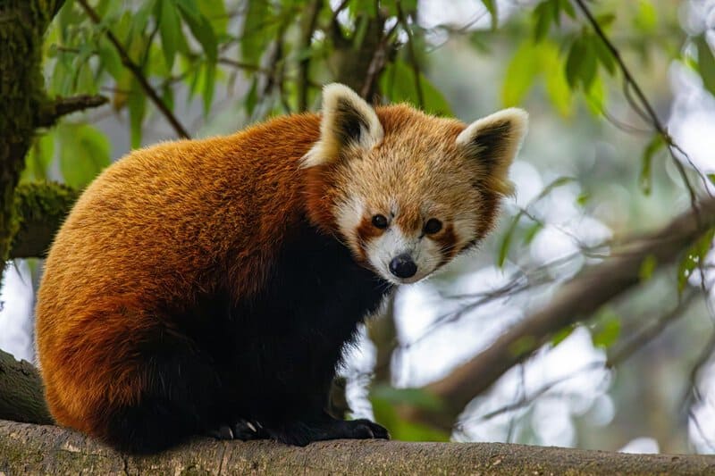 30 Species We Must Save From Extinction In Order to Save Ourselves