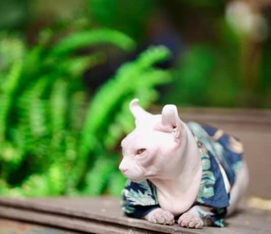 25 Unique Cat Breeds That You’ve Probably Never Seen