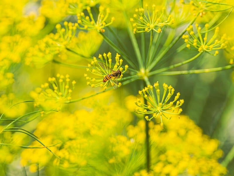 These 33 Plants Will Attract Butterflies To Your Garden