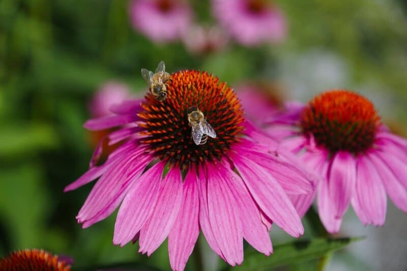 25 Pollinator-Friendly Plants to Support Local Ecosystems in Your Backyard