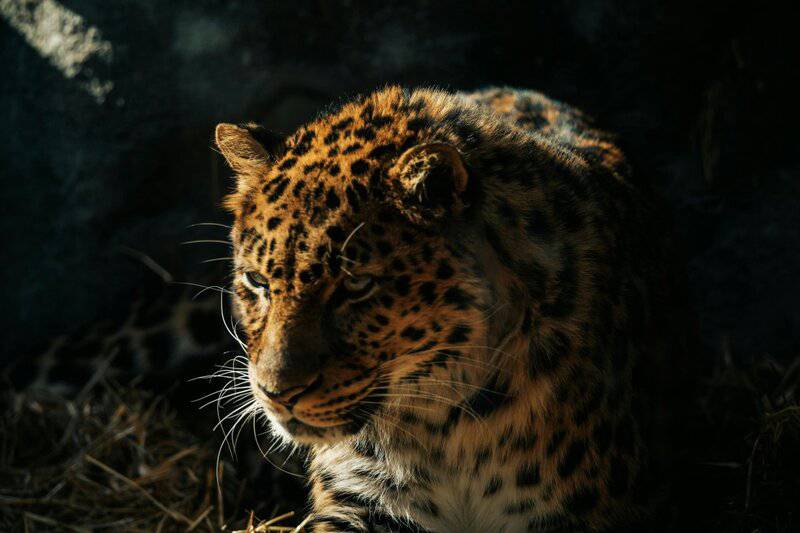 30 Species We Must Save From Extinction In Order to Save Ourselves