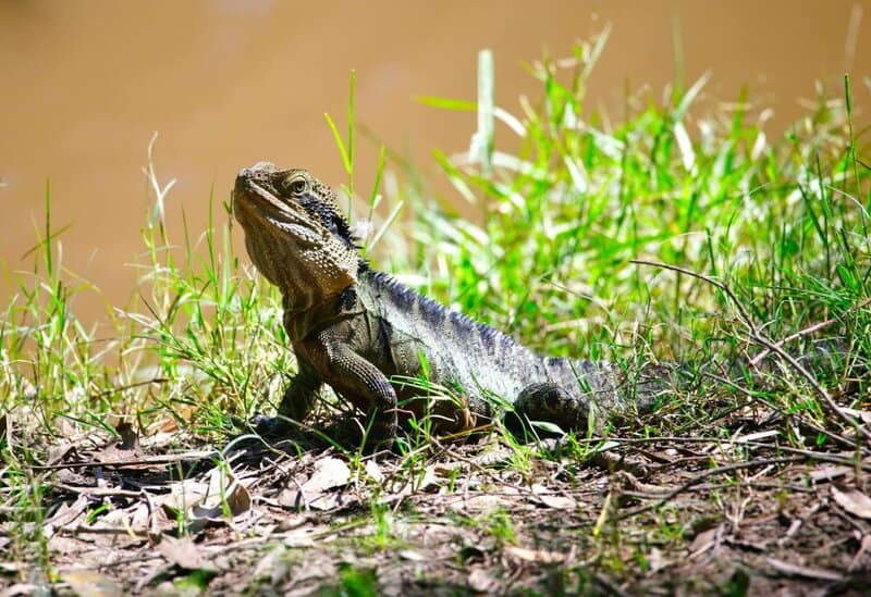 38 Weird and Fascinating Animals You Will Only Find in Australia
