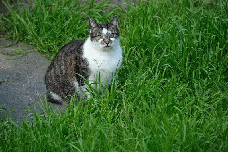 25 Unique Cat Breeds That You’ve Probably Never Seen