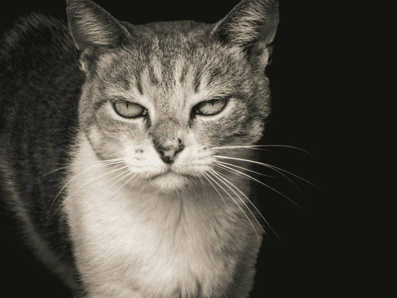 25 Unique Cat Breeds That You’ve Probably Never Seen
