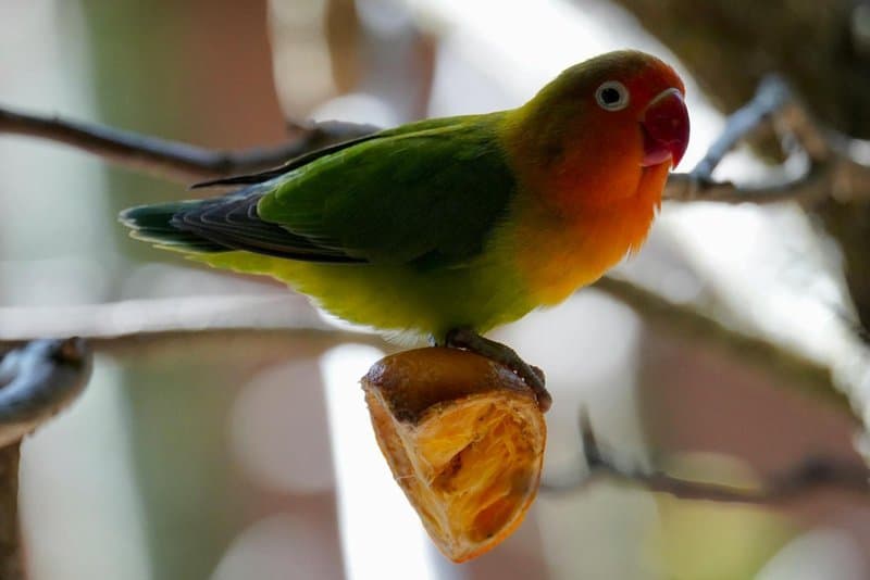 22 Pocket-Sized Pets That Are Perfect Companions