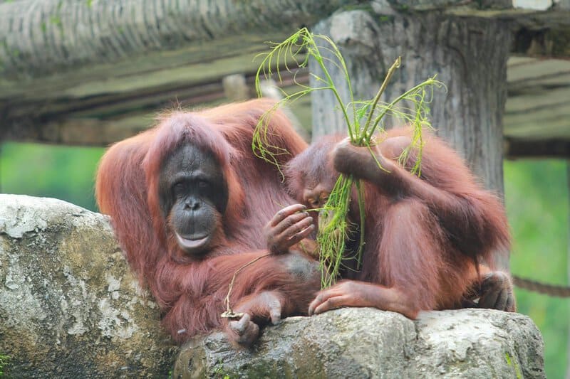 30 Species We Must Save From Extinction In Order to Save Ourselves