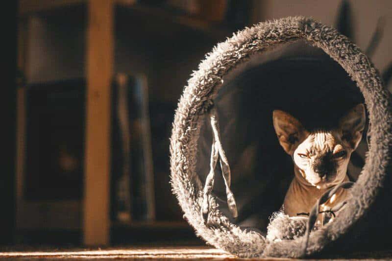 25 Unique Cat Breeds That You’ve Probably Never Seen