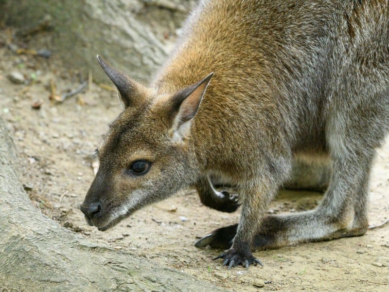 These are the 28 Smallest Mammals on Earth
