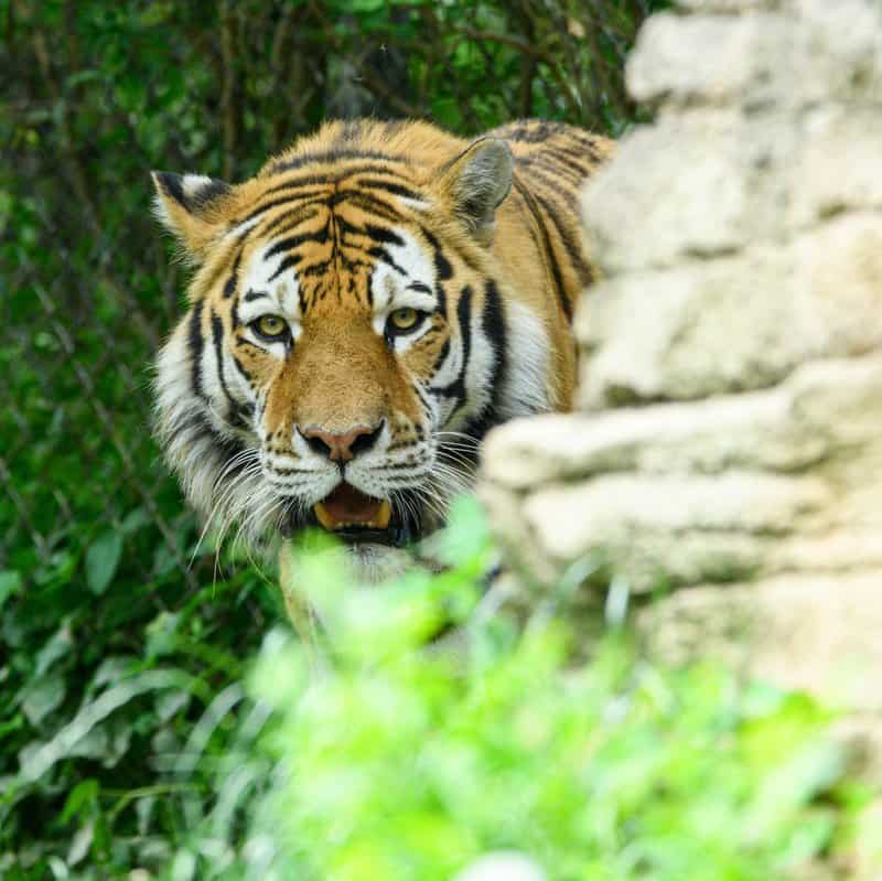 30 Species We Must Save From Extinction In Order to Save Ourselves