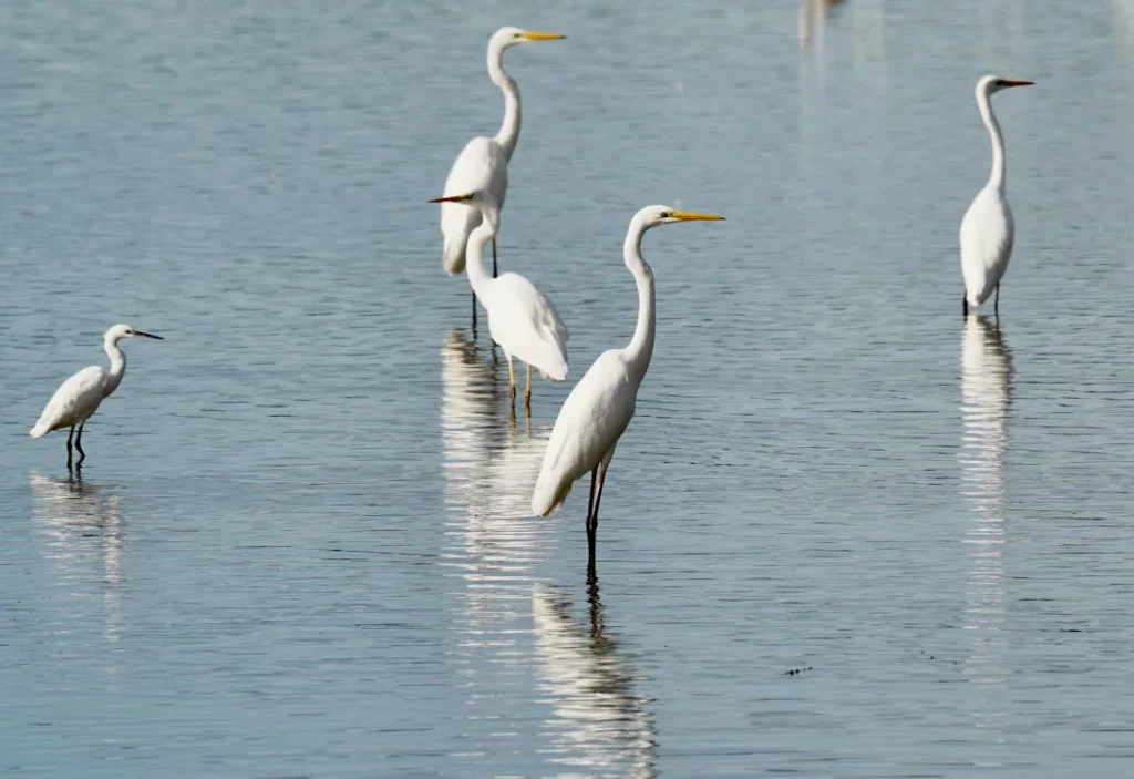 We Must Save Earth&#8217;s Wildlife In Order to Save Ourselves