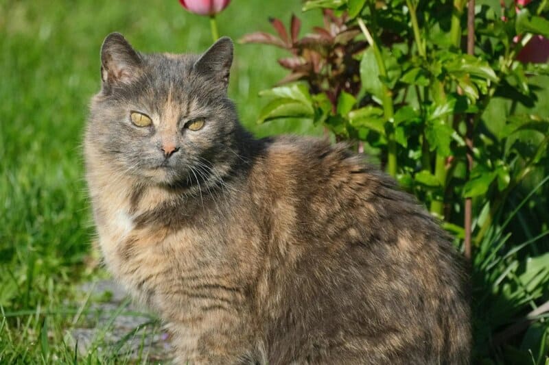 15 Behaviors That Show Your Cat Has Chosen You as Its Family and 5 You Need To Be Concerned About