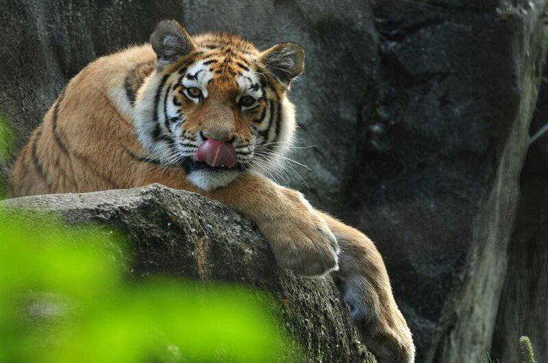 30 Species We Must Save From Extinction In Order to Save Ourselves