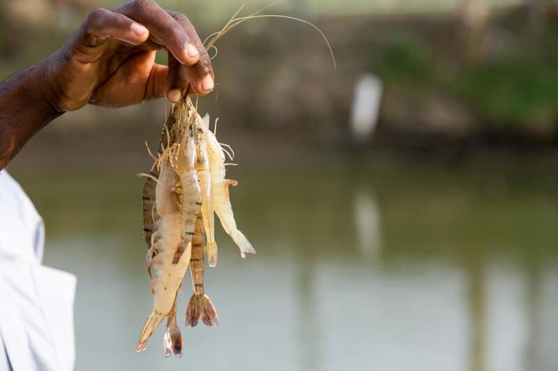 25 Things You Should Do To Cut Your Microplastics Intake Everyday