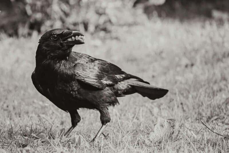 9 American Animals Smarter Than Dogs, And Some Humans Too