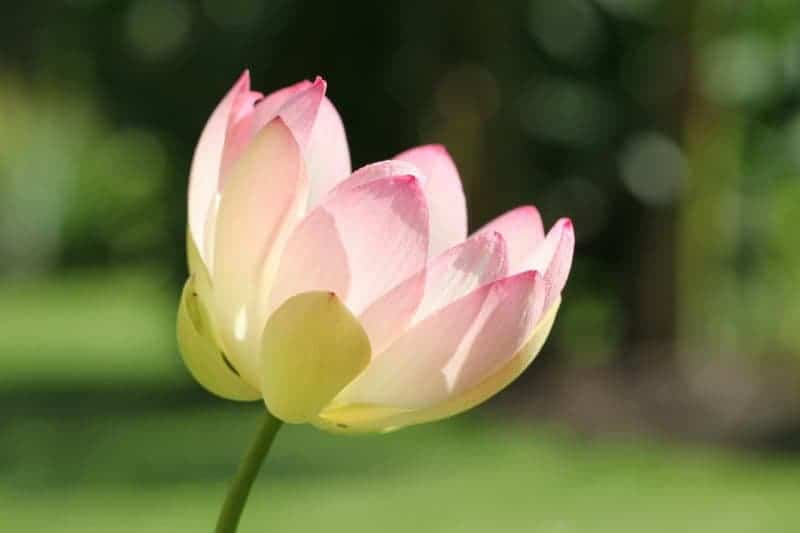 Frozen Ocean World Discovered Between Mars and Jupiter