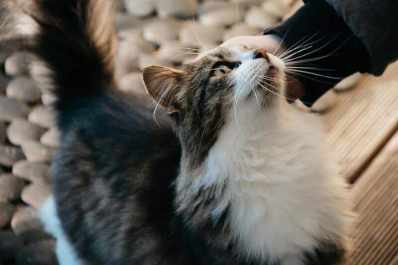 Exploring the Most Family-Friendly Cat Breeds for New Pet Owners
