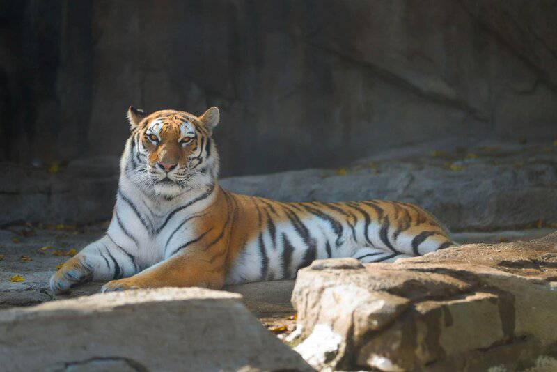 25 Animals You Can’t Legally Keep at Home in the US