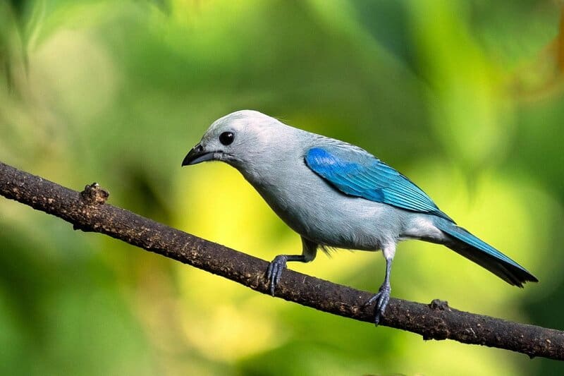 10 Types of Birds That Make Perfect Pets, and 15 You Should Leave in the Wild