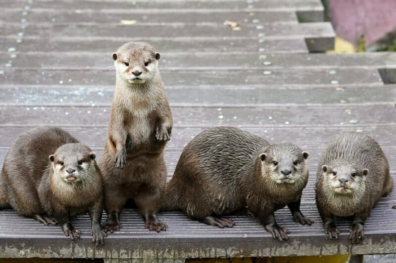 25 Animals You Can’t Legally Keep at Home in the US