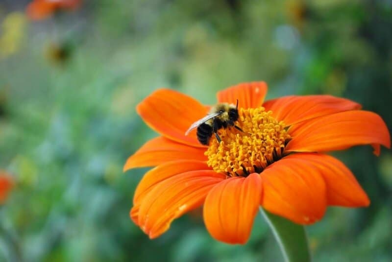 25 Pollinator-Friendly Plants to Support Local Ecosystems in Your Backyard