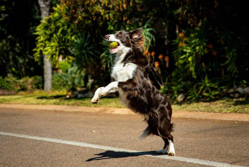 Which Dog Breeds Are the Smartest? These Pups Top the List