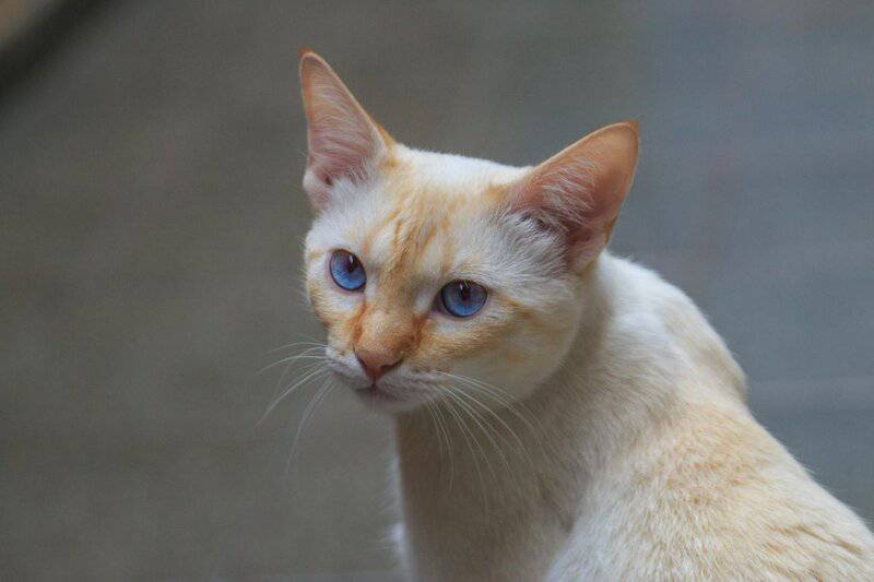 25 Unique Cat Breeds That You’ve Probably Never Seen