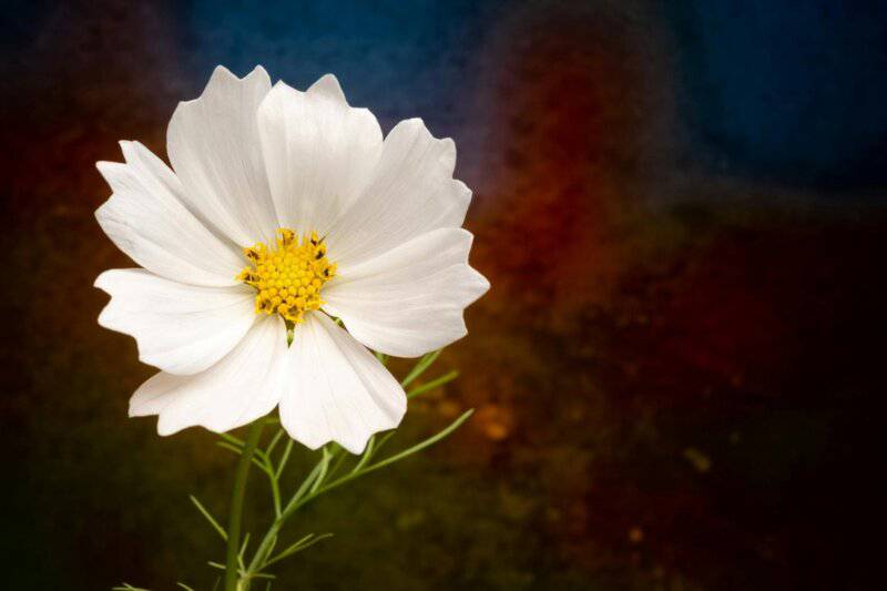 These 33 Plants Will Attract Butterflies To Your Garden