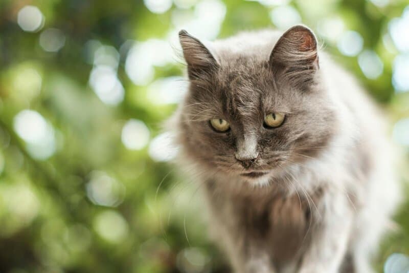 15 Best Cat Breeds for Homes with Multiple Felines and 8 That Thrive Alone