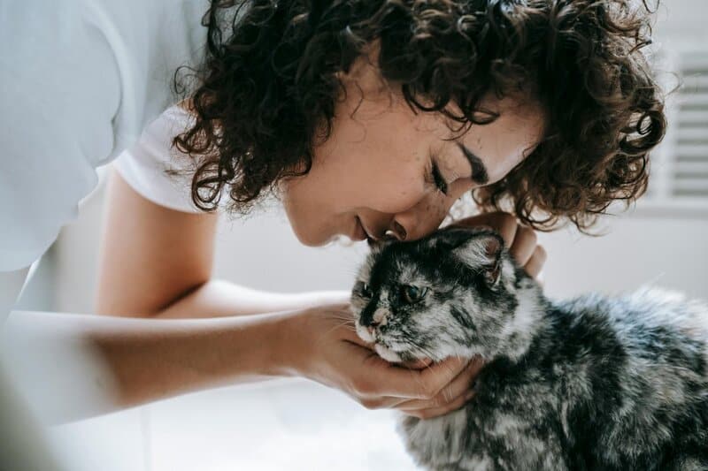 Exploring the Most Family-Friendly Cat Breeds for New Pet Owners