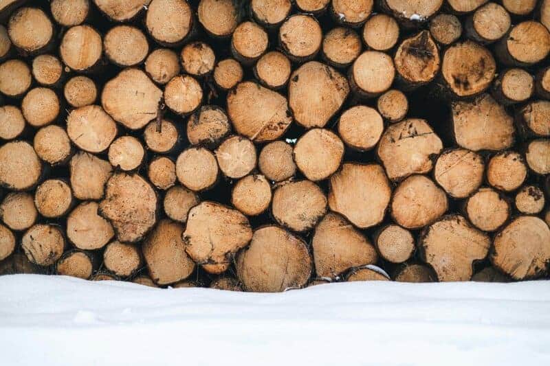 We Must Save Earth&#8217;s Wildlife In Order to Save Ourselves