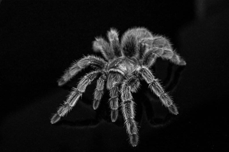 22 of the Most Exotic Pets in America Today