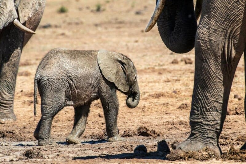 25 Animals You Can’t Legally Keep at Home in the US