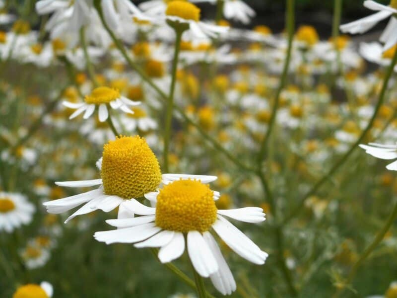 25 Pollinator-Friendly Plants to Support Local Ecosystems in Your Backyard