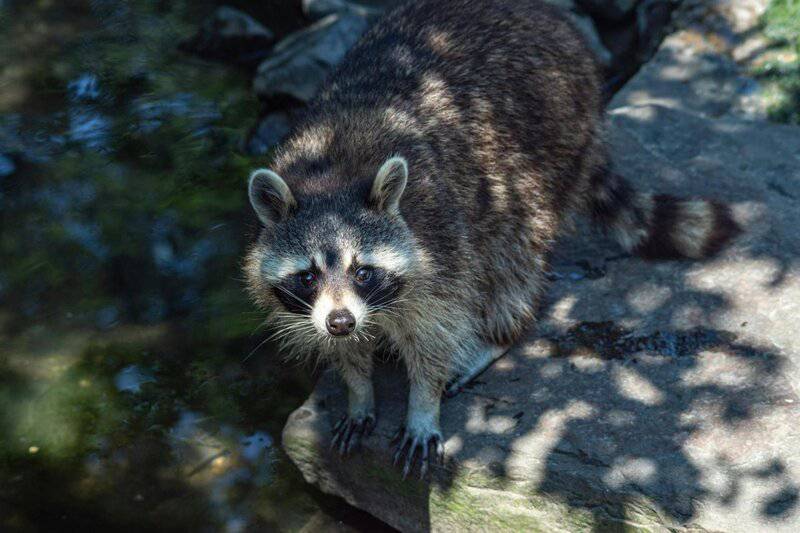 25 Animals You Can’t Legally Keep at Home in the US