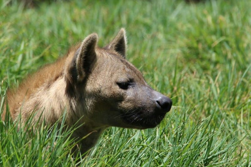 25 Animals You Can’t Legally Keep at Home in the US
