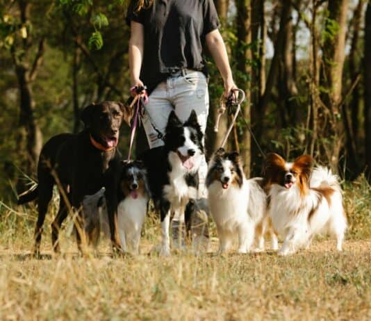 How long should I walk my dog? And how often? Tips to keep your pup healthy.
