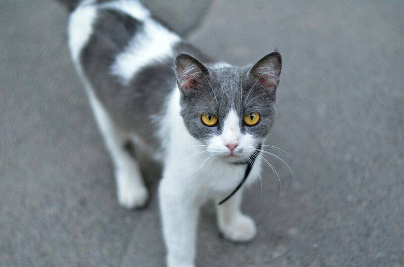 25 Unique Cat Breeds That You’ve Probably Never Seen