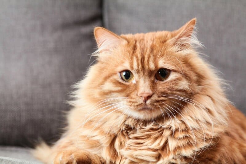 Exploring the Most Family-Friendly Cat Breeds for New Pet Owners