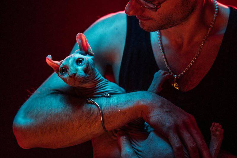 25 Unique Cat Breeds That You’ve Probably Never Seen