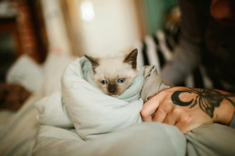 15 Behaviors That Show Your Cat Has Chosen You as Its Family and 5 You Need To Be Concerned About