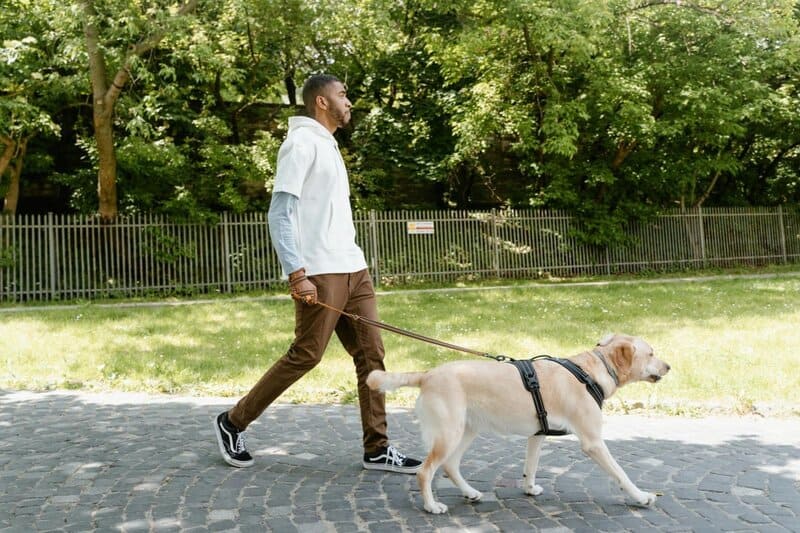 How long should I walk my dog? And how often? Tips to keep your pup healthy.